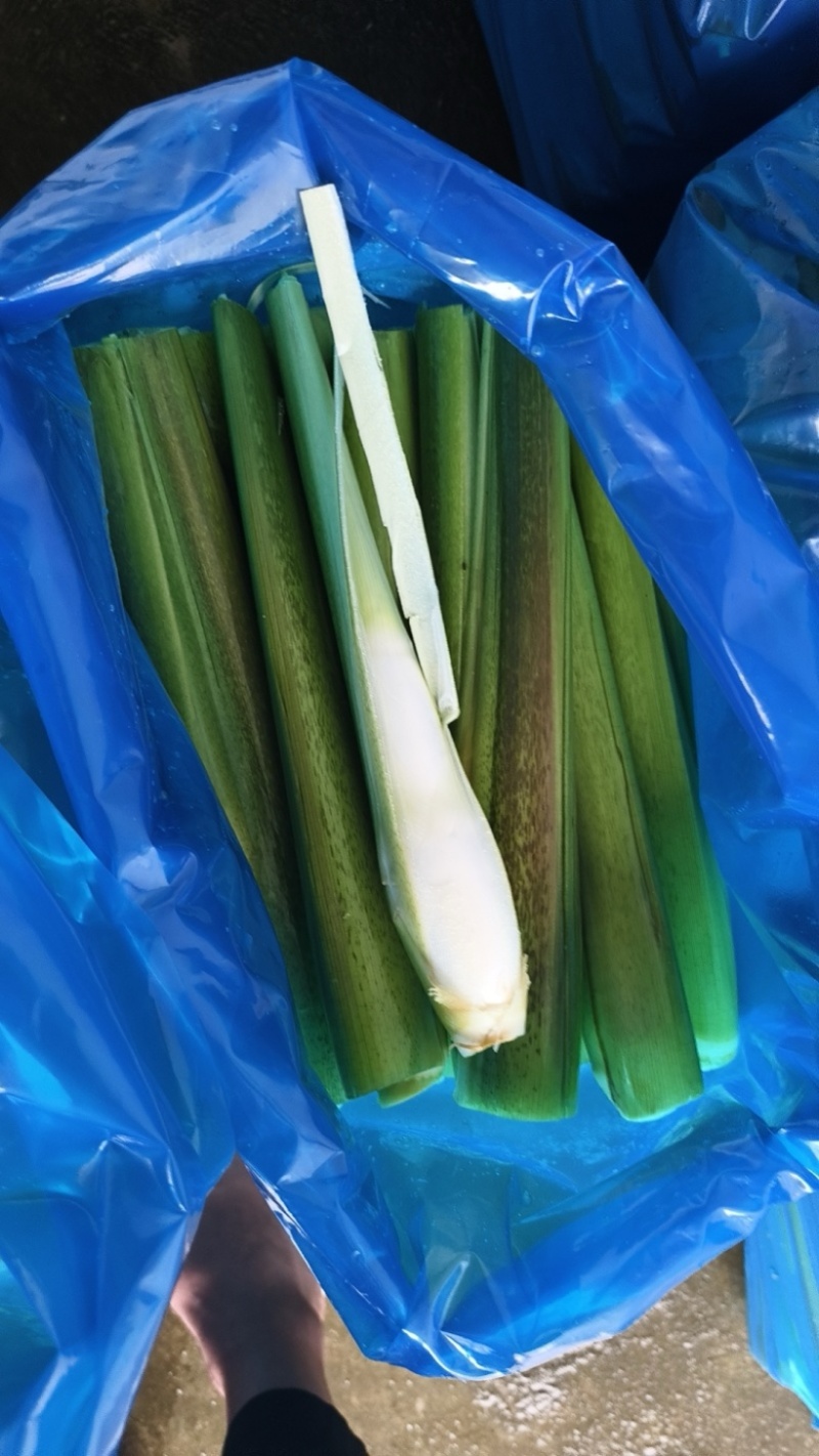 茭白，美人茭白产地一手货源量大价优全国发货欢迎电话联系