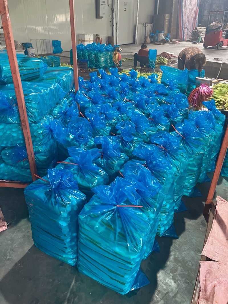 茭白，美人茭白产地一手货源量大价优全国发货欢迎电话联系