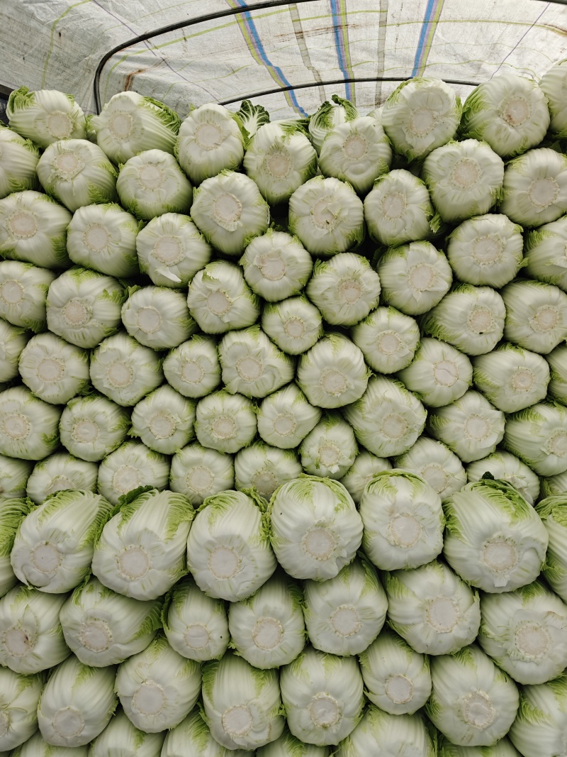 精品优质黄心白菜，新鲜上市，基地直供，来电洽谈