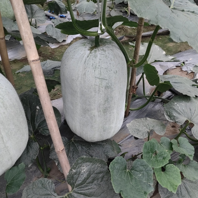 宜宾精品白冬瓜