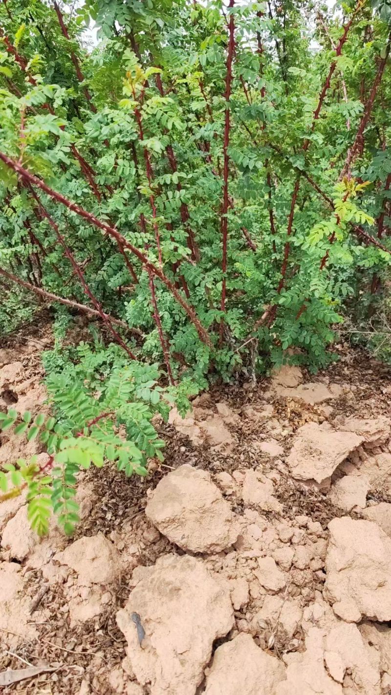 黄刺玫