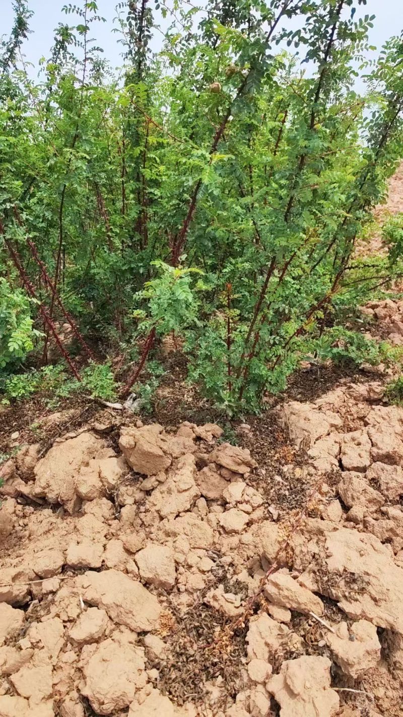 黄刺玫