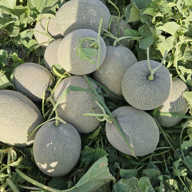 新疆吐鲁番哈密瓜精品西州蜜17号.25号、大量出货
