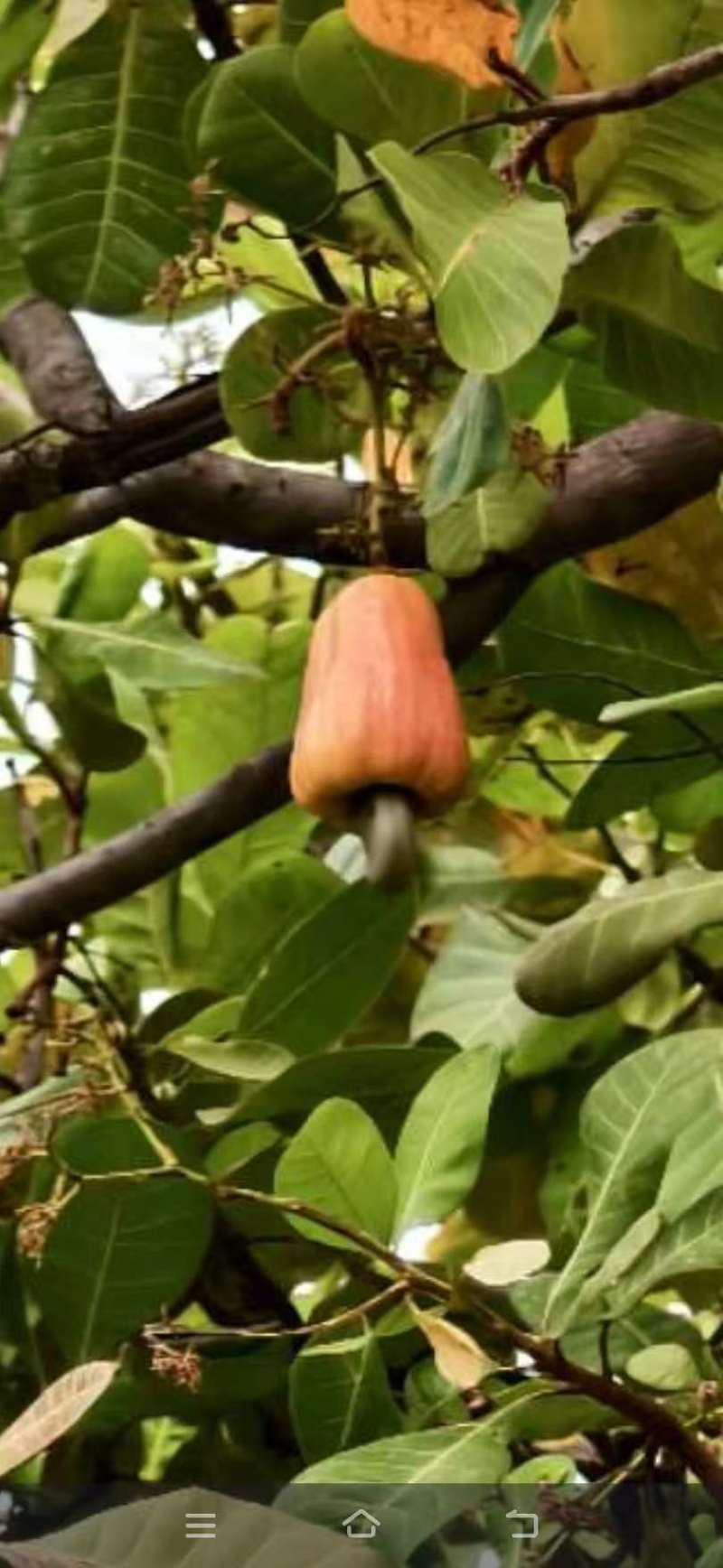 带壳腰果