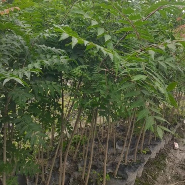 黄连木杯苗