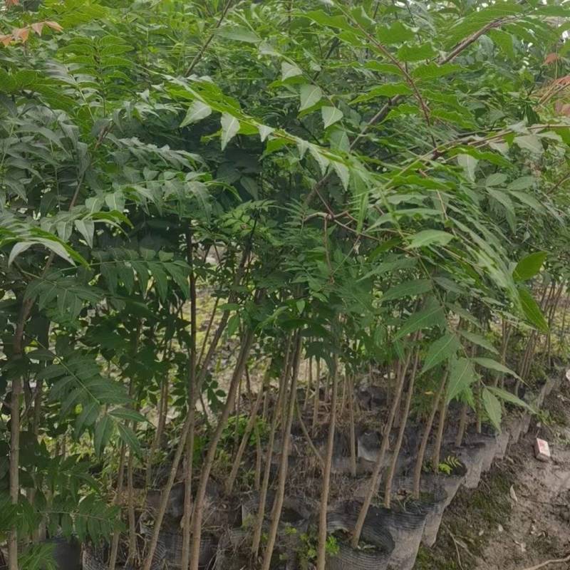 黄连木杯苗