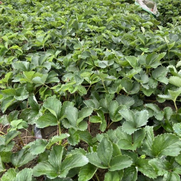 秋季高山草莓苗湖北利川高山草莓苗20年技术沉淀