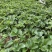 秋季高山草莓苗湖北利川高山草莓苗20年技术沉淀