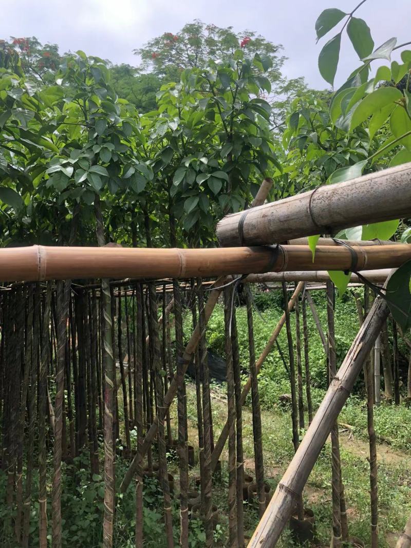 秋枫3公分袋苗美丽乡村主推品种，场地有大量货货源