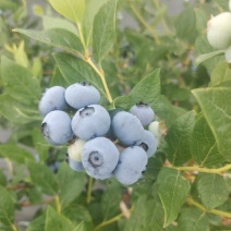 公爵蓝莓大量上市
