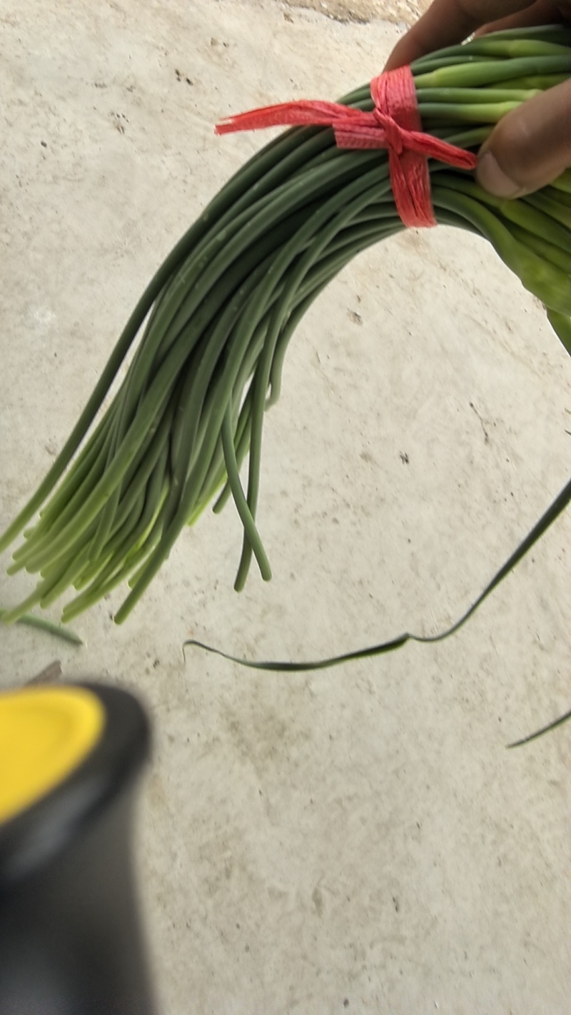苍山四六瓣蒜薹