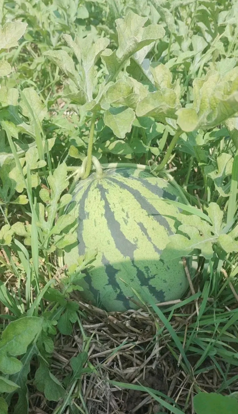 精品美都品质保证一手货源产地直销商超市场团购