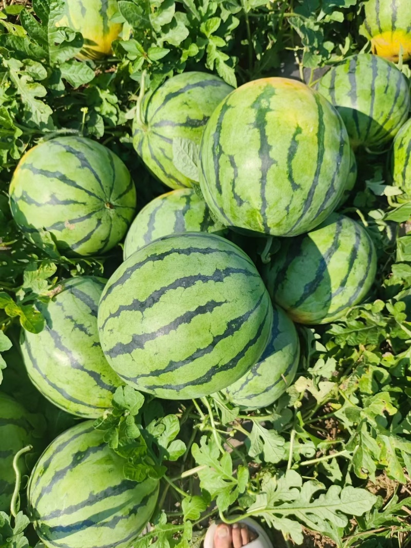 精品美都品质保证一手货源产地直销商超市场团购