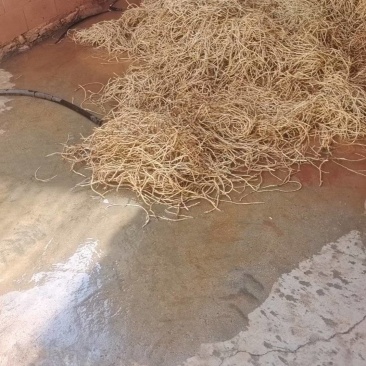 鱼腥草产地，需要的看过来。