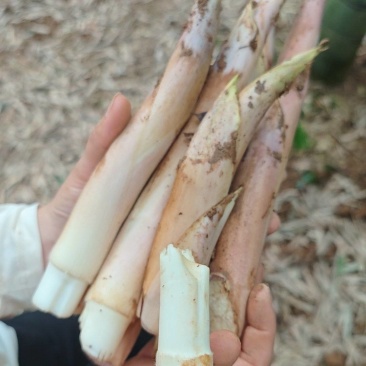 奉化黄泥鞭笋一级白嫩