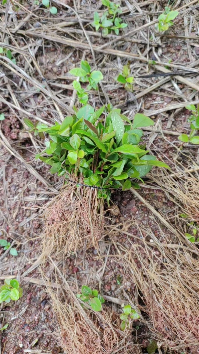 木荷芽苗奉新县邹家苗圃基地大量供应300万以上芽苗