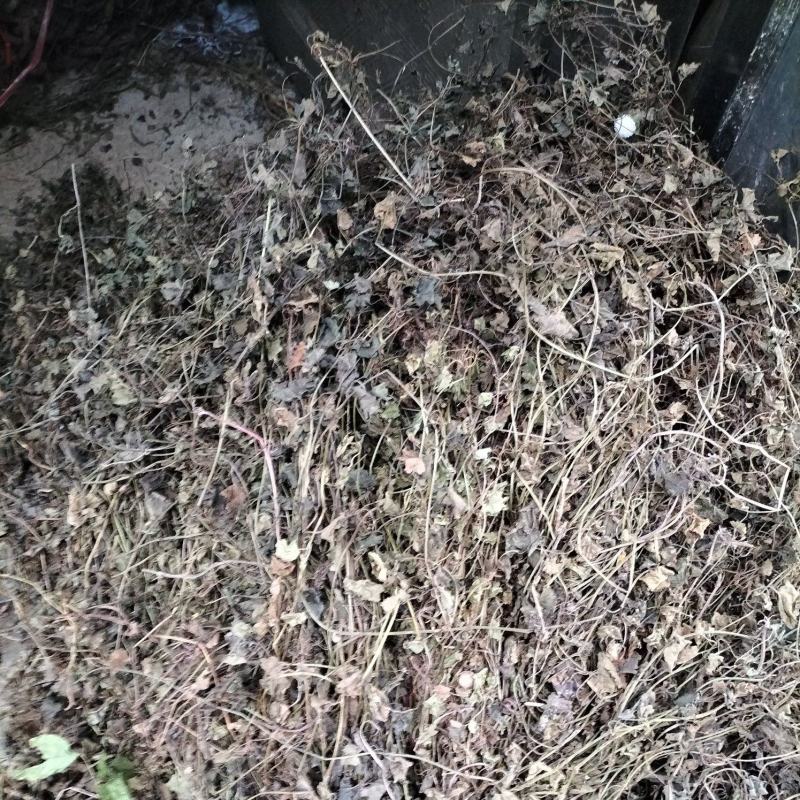 广西野生铜钱草、退骨消，一手货源、量大价优