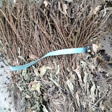 野生车钱草，水洗扎把，量大价优