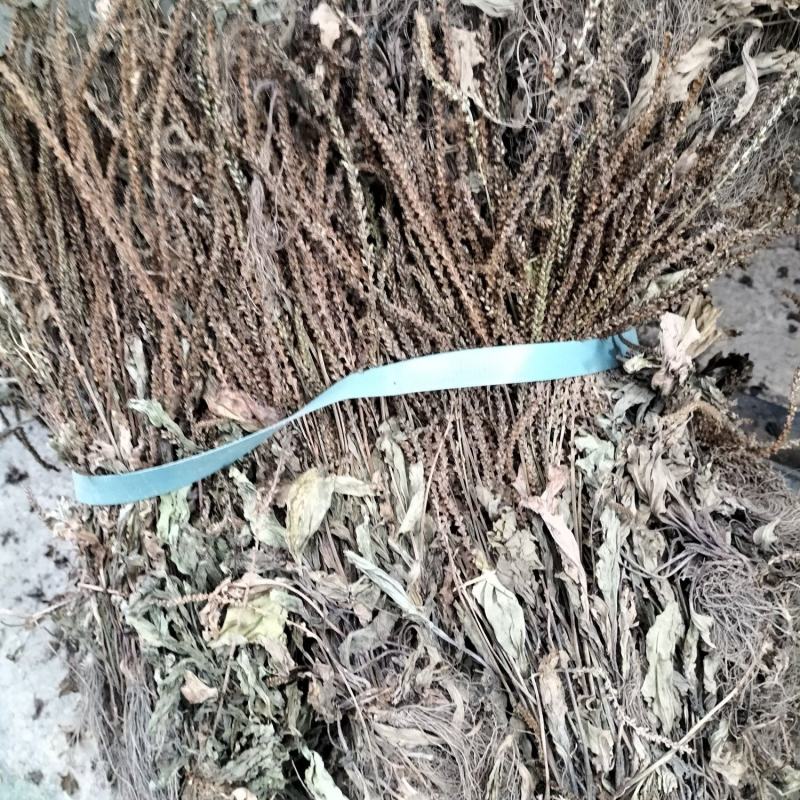 野生车钱草，水洗扎把，量大价优