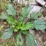 野生车钱草，水洗扎把，量大价优