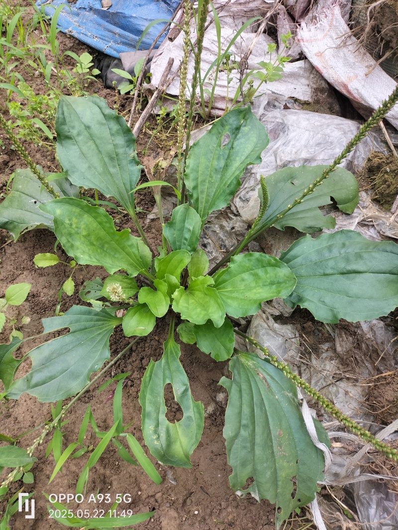 野生车钱草，水洗扎把，量大价优