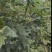水果玉米长豆角