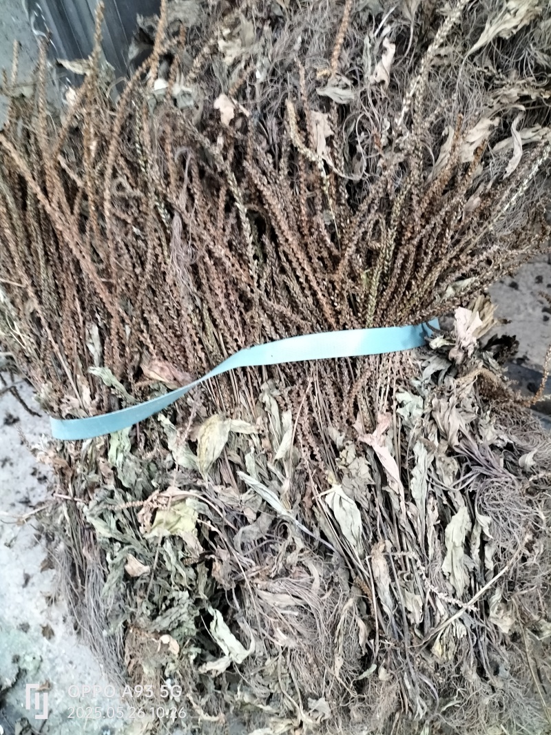 野生车钱草，水洗扎把，量大价优