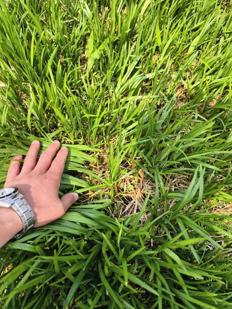 麦冬草，园林绿化，花海景观，