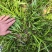 麦冬草，园林绿化，花海景观，