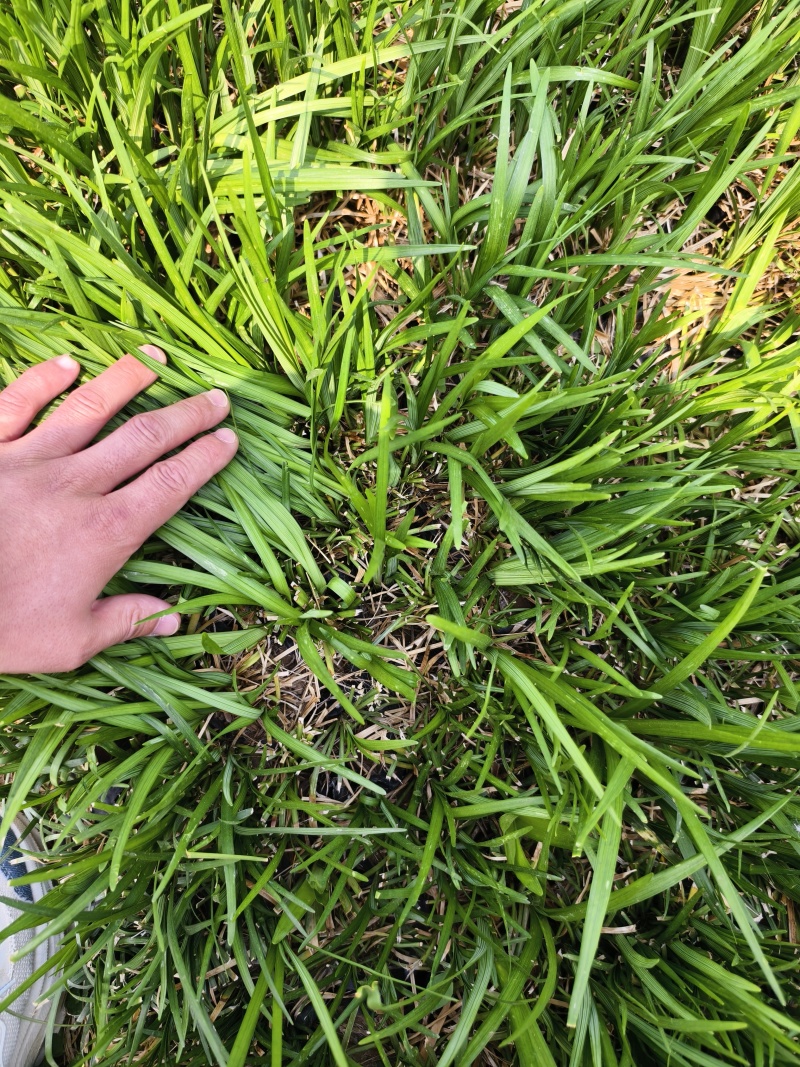 麦冬草，园林绿化，花海景观，
