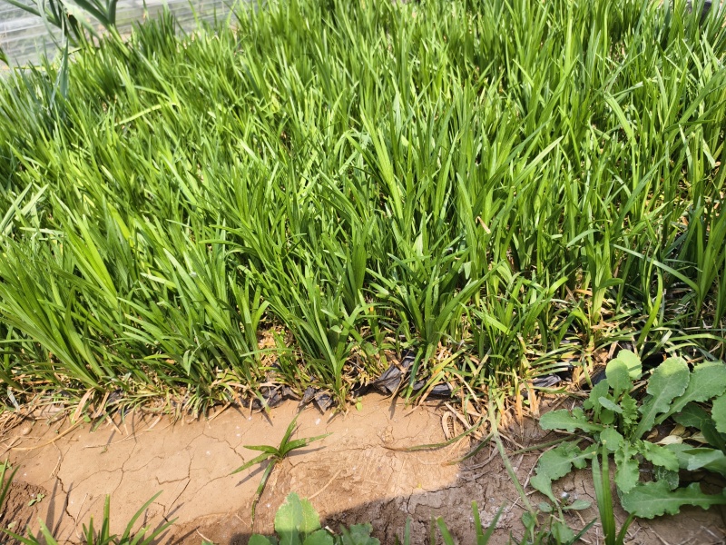 麦冬草，园林绿化，花海景观，