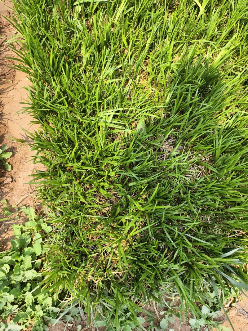 麦冬草，园林绿化，花海景观，
