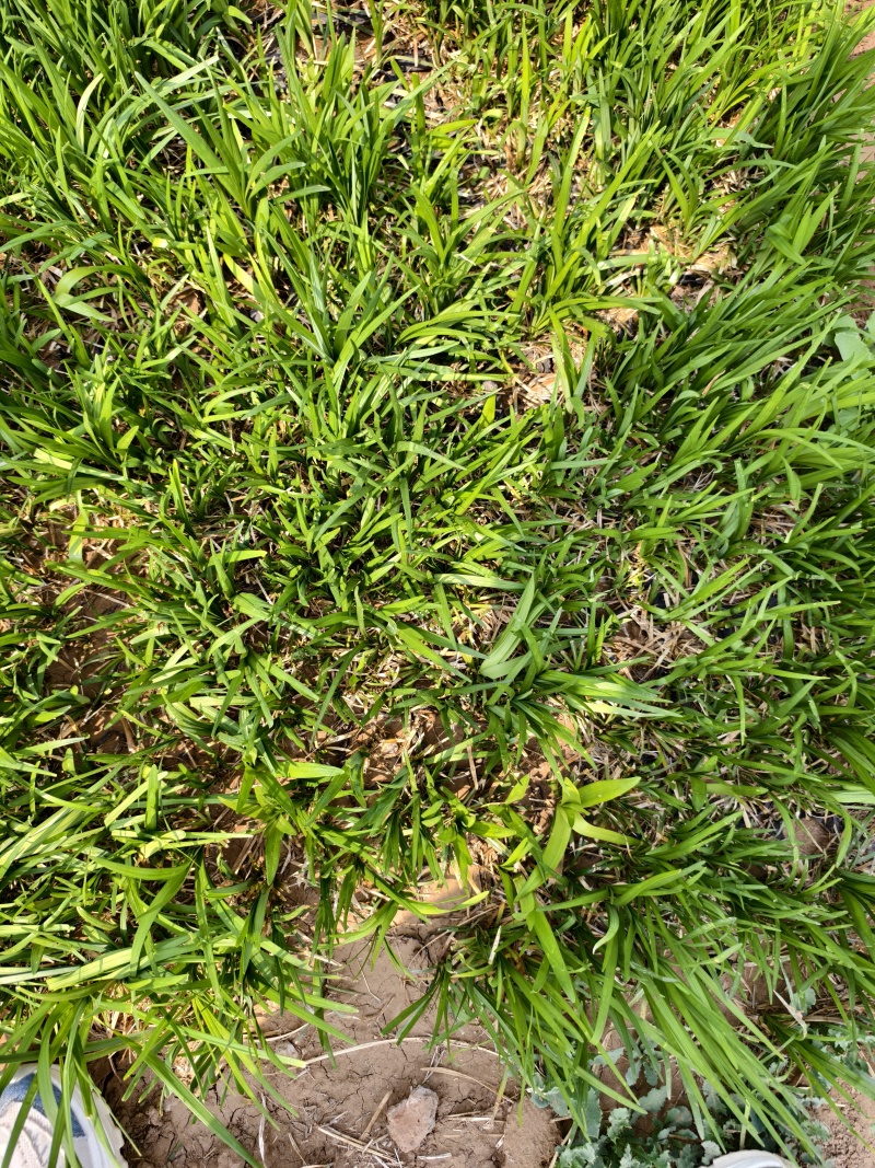 麦冬草，园林绿化，花海景观，