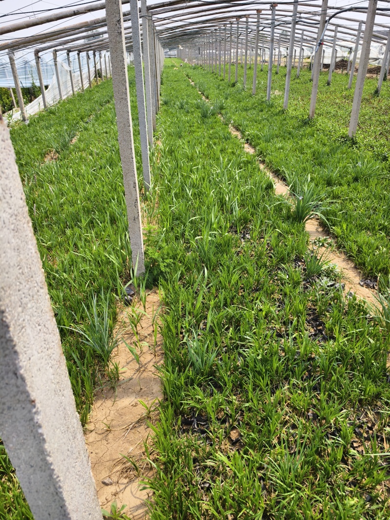 麦冬草，园林绿化，花海景观，