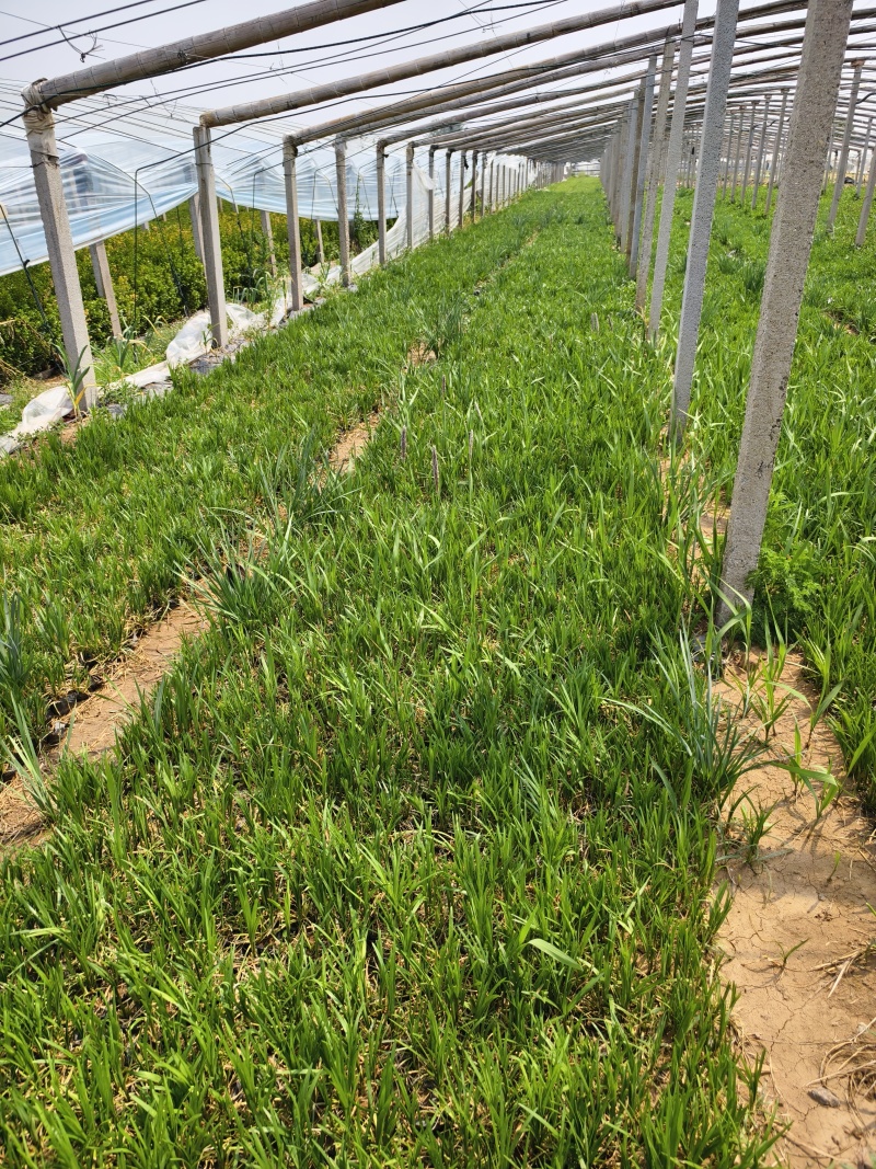 麦冬草，园林绿化，花海景观，