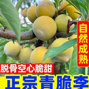 一件代发～李子～青脆李子，脱骨李子～对接各大电商平台