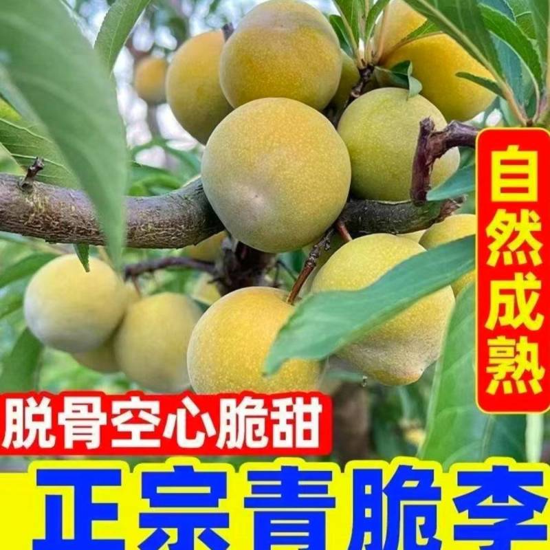 一件代发～李子～青脆李子，脱骨李子～对接各大电商平台
