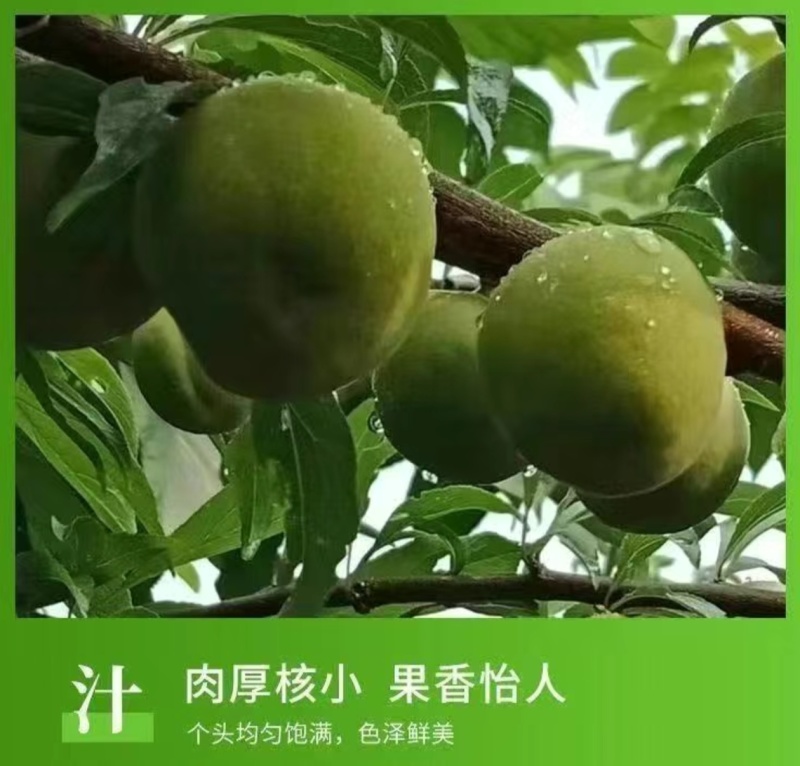 一件代发～李子～青脆李子，脱骨李子～对接各大电商平台