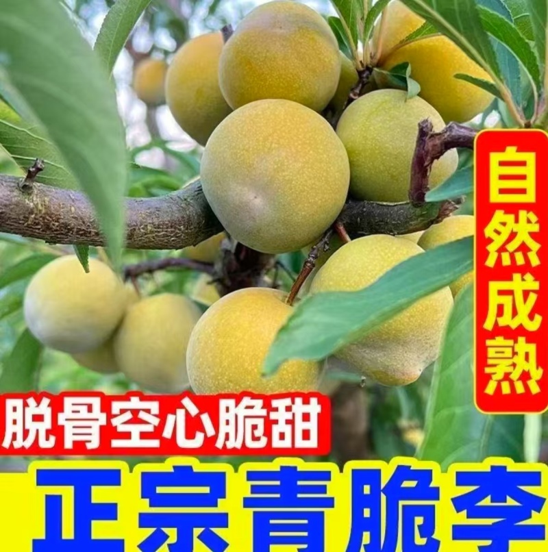 一件代发～李子～青脆李子，脱骨李子～对接各大电商平台