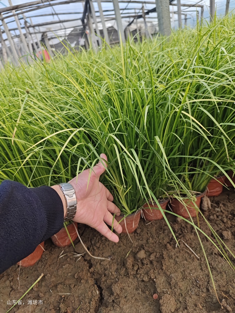 石菖蒲，金叶石菖蒲，园林绿化，花海景观，绿化工程，苗木