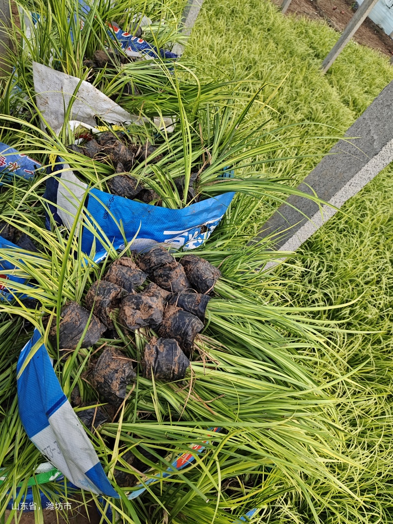 石菖蒲，金叶石菖蒲，园林绿化，花海景观，绿化工程，苗木