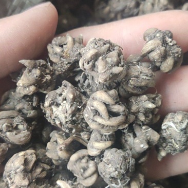 猫爪草主产区直供，店内大量现货