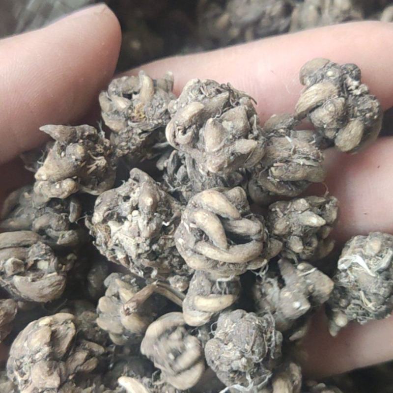 猫爪草主产区直供，店内大量现货