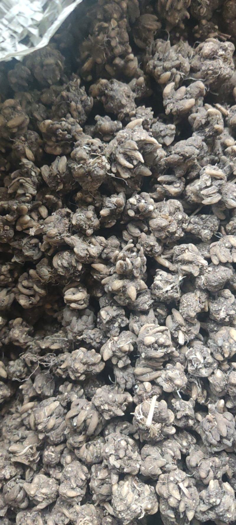 猫爪草主产区直供，店内大量现货
