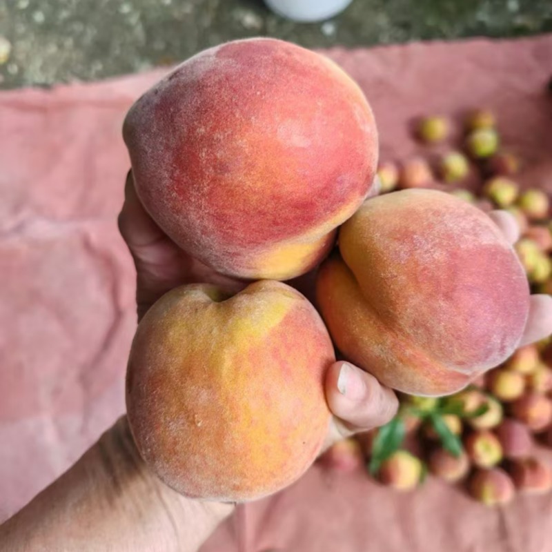 新鲜黄桃