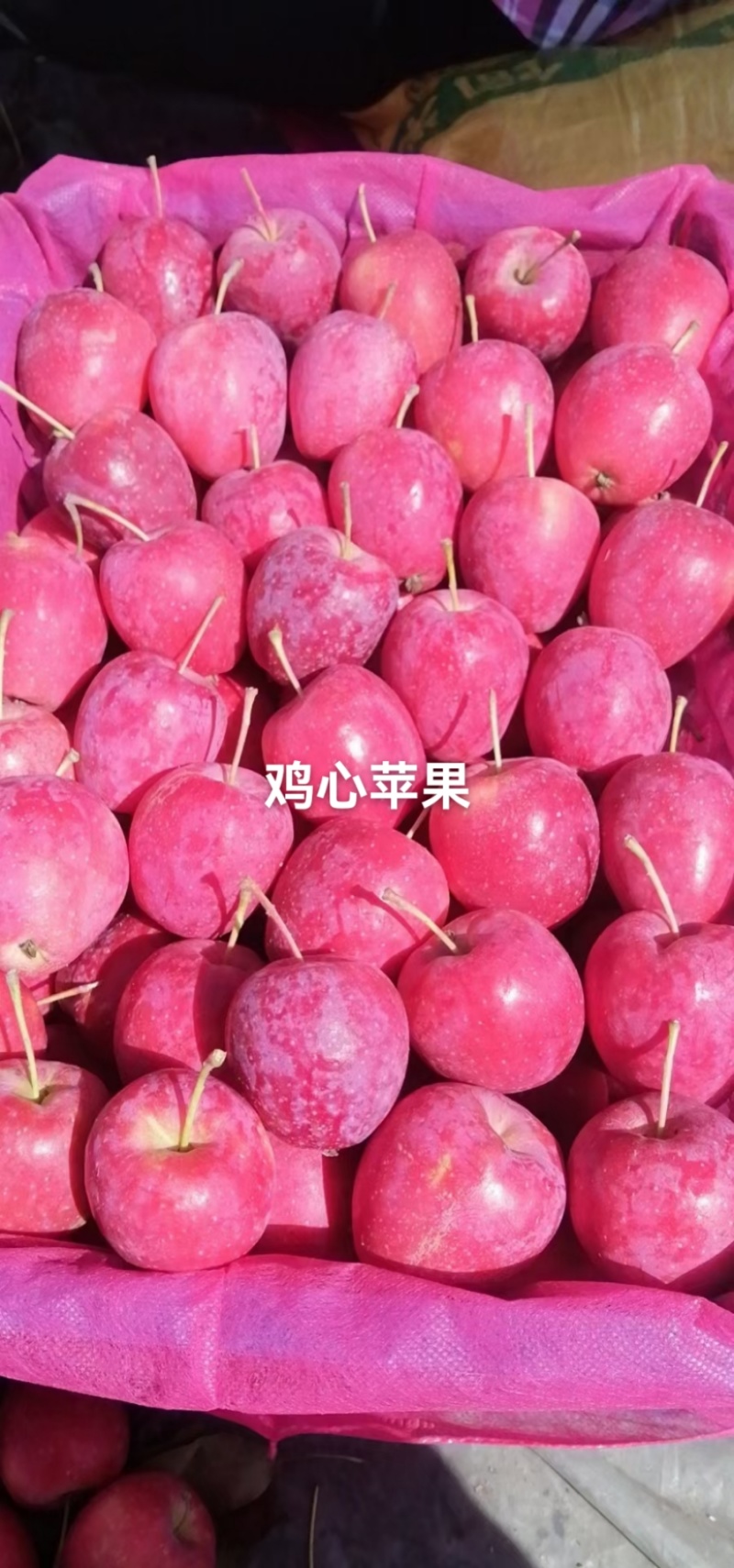 精品鸡心苹果吉林省辽源市口感甜脆果肉香甜欢迎合作有厂地。