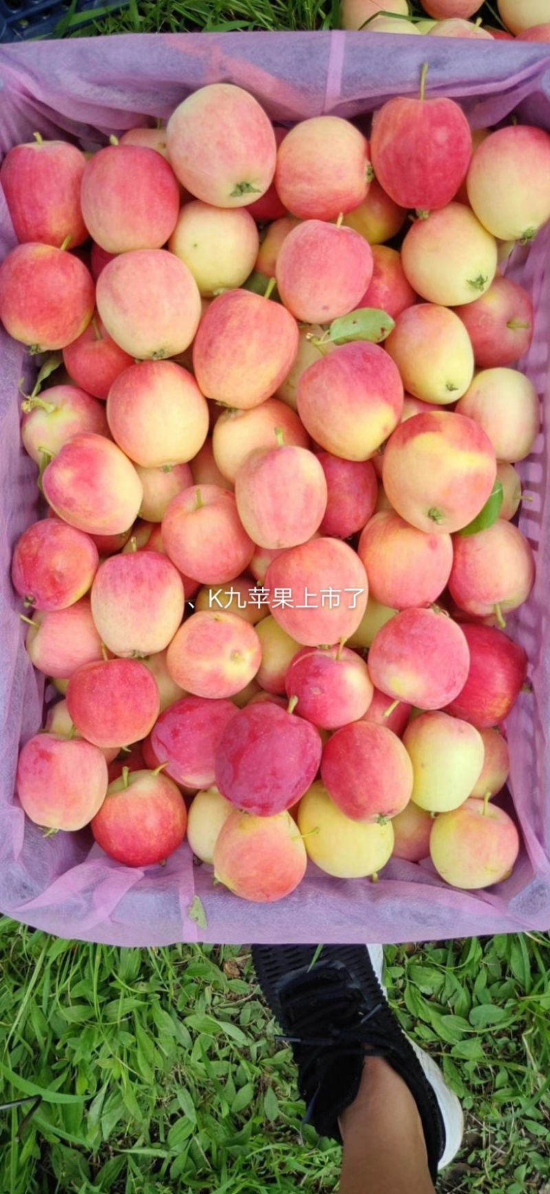 精品鸡心苹果吉林省辽源市口感甜脆果肉香甜欢迎合作有厂地。