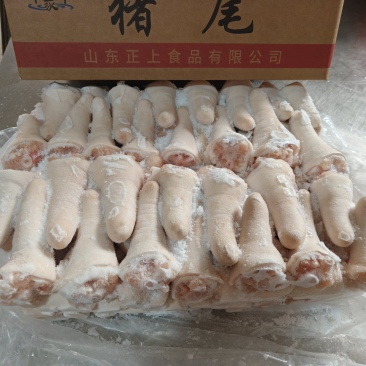 肥猪短尾无尾丁