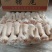 肥猪短尾无尾丁