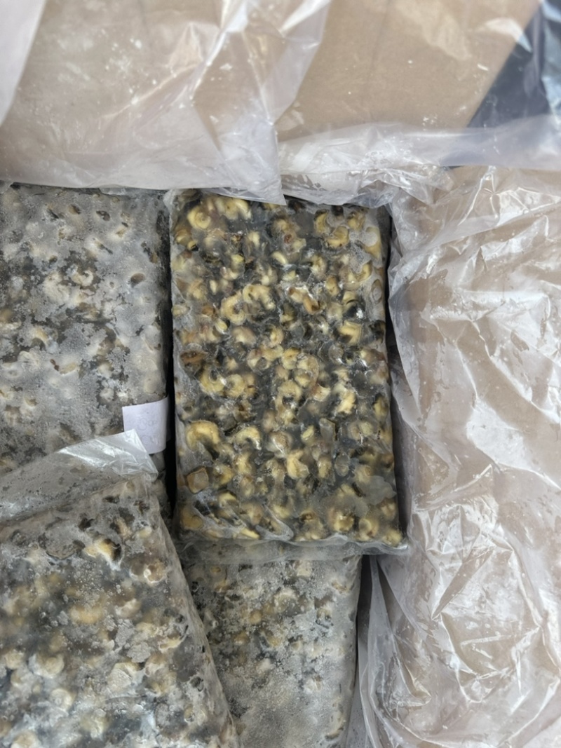 花螺肉。东风螺肉活挑400/600